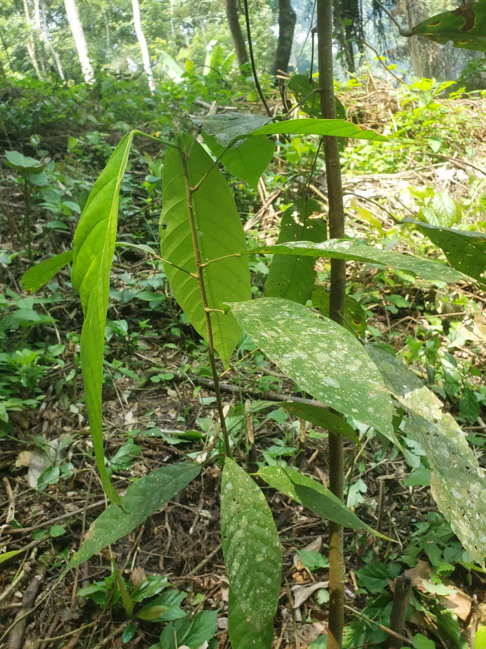 cacao