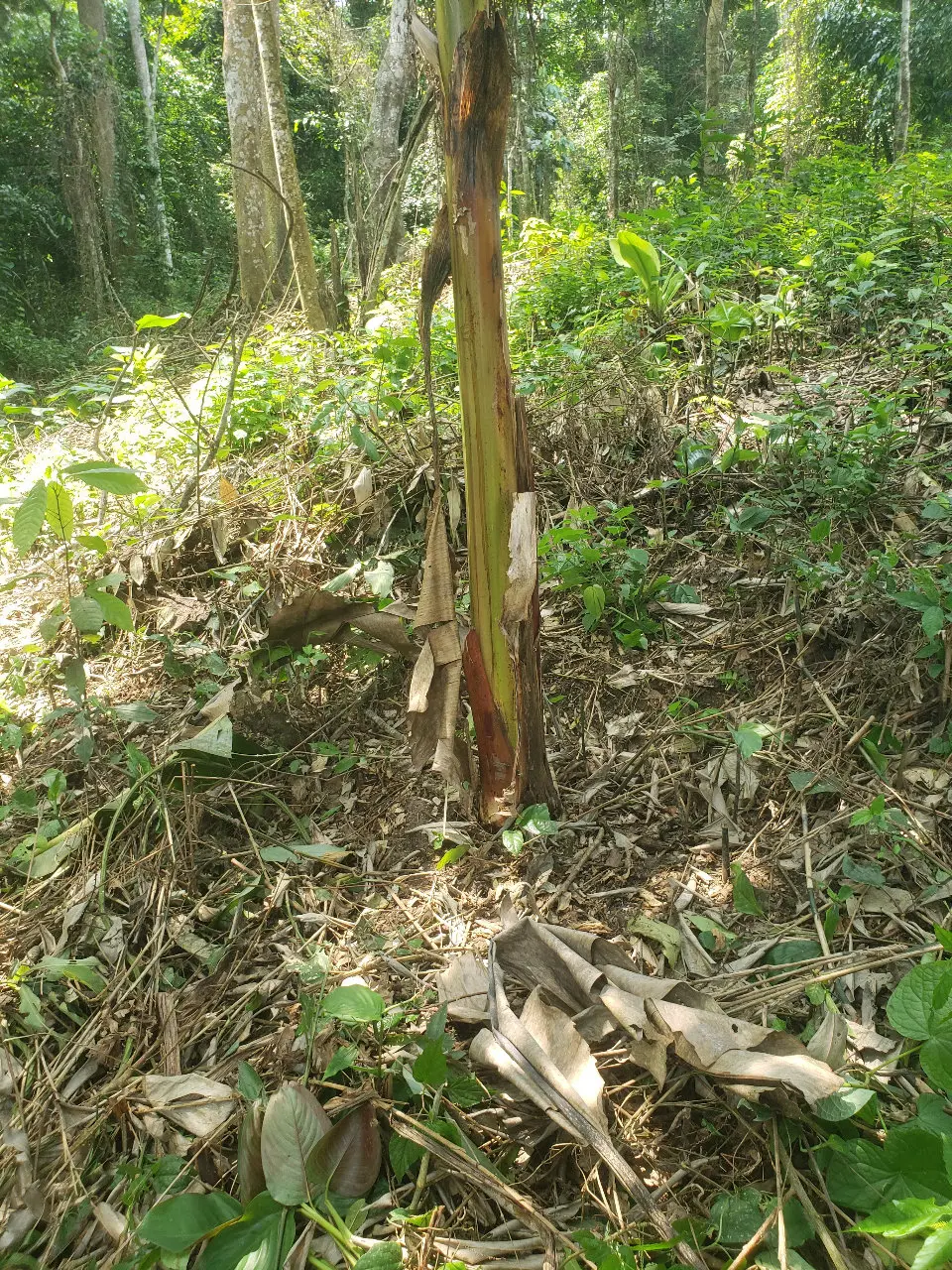 bananerain